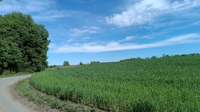 Поле в одному з населених пунктів Хмельниччини