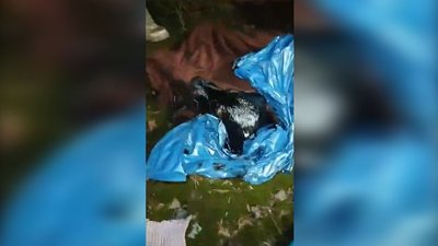 У Чернігові зооволонтери врятували цуценят, які тонули в смоляному озері
