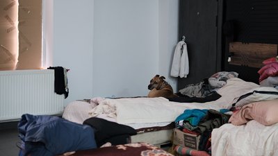У Чернівцях для тварин вимушених переселенців безкоштовно роздаватимуть корм. Як отримати