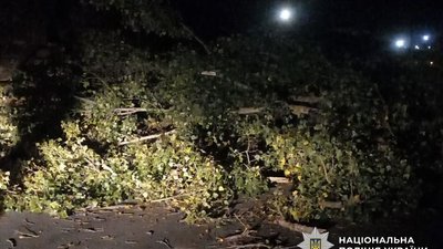 Дерево впало на автівку в Полтаві