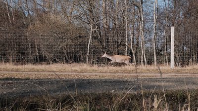Збільшують популяцію тварин у природі. У Чернівецькій області випустили на волю дев'ять оленів