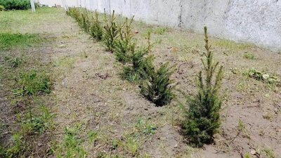 саджанців сосни та ялини із Латвії зростатимуть на Чернігівщині, висадили у 2024 році