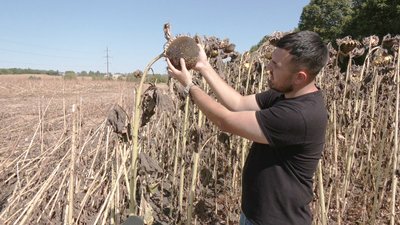 Володимир Гладун, аграрій, соняшник