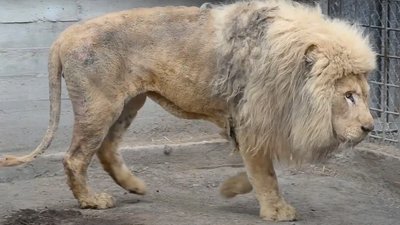 В Одеський зоопарк з Харкова перевезли двох білих левів В Одеський зоопарк з Харкова перевезли двох білих левів