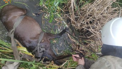 На Харківщині кінь застряг у ямі з мулом На Харківщині кінь застряг у ямі з мулом