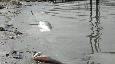 У річці Рось загинула риба