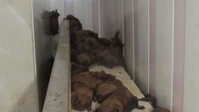 1700 кажанів в помешканні львів’ян