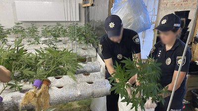 Поліція ліквідує плантацію