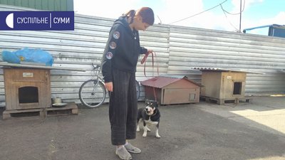 У Сумах влаштують виставку-фестиваль, аби знайти дім безпритульним тваринам У Сумах влаштують виставку-фестиваль, аби знайти дім безпритульним тваринам