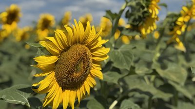 Соняхи у полі, Новодонецька громада, Донецька область, небо у хмарах