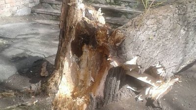 Впало дерево, пошкодило авто: чи можливо відшкодувати збитки у Сумах