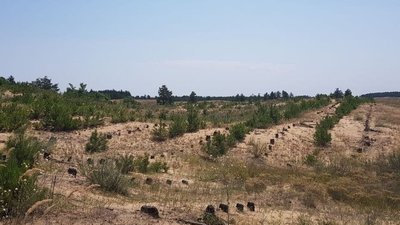 Робота «Подрібнювача», нашестя гусені та висихання лісів: як херсонці 2021 року розв’язували екологічні проблеми Робота «Подрібнювача», нашестя гусені та висихання лісів: як херсонці 2021 року розв’язували екологічні проблеми