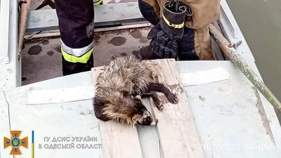 На Одещині працівники ДСНС врятували єнотовидного собаку: його передали до зоопарку На Одещині працівники ДСНС врятували єнотовидного собаку: його передали до зоопарку