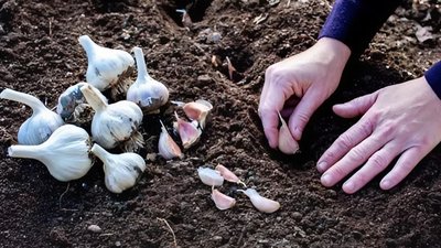 Озимий часник варто висаджувати наприкінці жовтня
