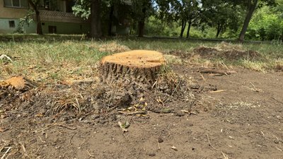 Як в Ужгороді працює карантинний режим та утилізація ясенів