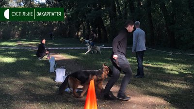 Майже 50 собак привели на виставку в Боздоський парк в Ужгороді Майже 50 собак привели на виставку в Боздоський парк в Ужгороді