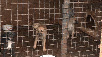 Покинуті собаки: в Черкасах почастішали випадки, коли містяни евакуюються, а своїх домашніх тварин лишають надворі Покинуті собаки: в Черкасах почастішали випадки, коли містяни евакуюються, а своїх домашніх тварин лишають надворі