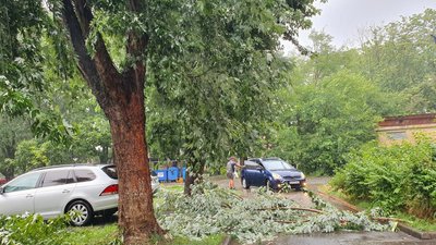 Повалені дерева та затоплені вулиці. Наслідки грози в Ужгороді Повалені дерева та затоплені вулиці. Наслідки грози в Ужгороді