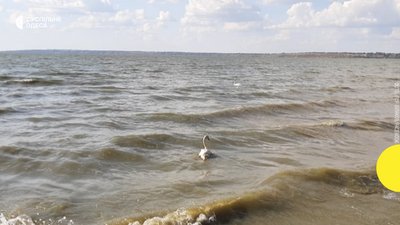 На Одещині у дику природу випустили лебедів, які впали на дах будинку