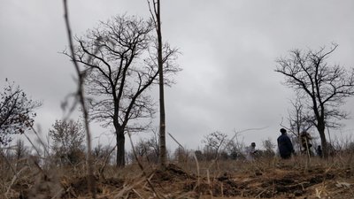 У Миколаєві планують висадити тисячу дерев У Миколаєві планують висадити тисячу дерев