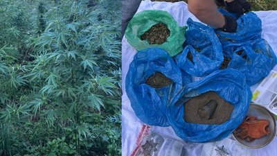 Коноплі та канабіс, які виявили під час обшуку