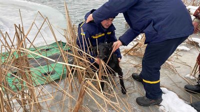 Застряг посеред озера: на Київщині рятувальники допомогли знесиленому псу Застряг посеред озера: на Київщині рятувальники допомогли знесиленому псу