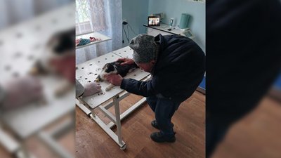 У Ніжині, що на Чернігівщині, отруюють безпритульних котів та собак: скільки тварин загинули та що кажуть у поліції У Ніжині, що на Чернігівщині, отруюють безпритульних котів та собак: скільки тварин загинули та що кажуть у поліції