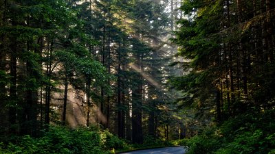 "Family Forest Fest" - на Херсонщині пройде перший лісний сімейний фестиваль