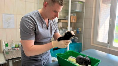 До Центру поводження з тваринами привезли кошенят, врятованих із пожежі