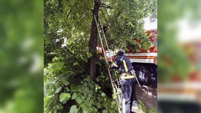 Довелося викликати рятувальників, – кіт провів на дереві у Дніпрі більше як добу