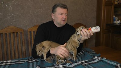 У центрі реабілітації для хижих тварин на Запоріжжі народилися тигренята і левеня У центрі реабілітації для хижих тварин на Запоріжжі народилися тигренята і левеня