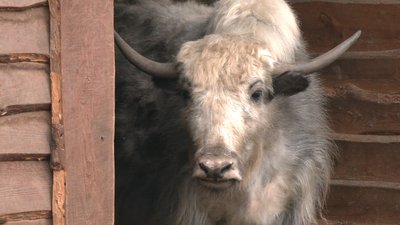 У Іспанії на фестивалі забігу з биками помер чоловік