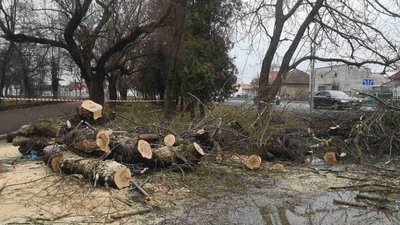 Нові дерева планують висадити на місці зрубаного біля Ужгородської райлікарні