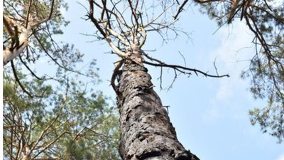 На Сумщині на чоловіка впала сосна, він загинув