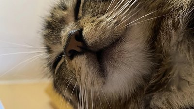 У Новомиргородській громаді на Кіровоградщині обирають кота року У Новомиргородській громаді на Кіровоградщині обирають кота року