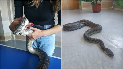 Налякав перехожих. У Краматорську доглядають за знайденим двометровим пітоном Налякав перехожих. У Краматорську доглядають за знайденим двометровим пітоном