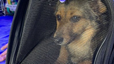 З Одеської області до Румунії вивезли 16 собак та двох котів З Одеської області до Румунії вивезли 16 собак та двох котів