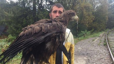 Без права розправити крила. На Прикарпатті для фото використовують червонокнижних птахів