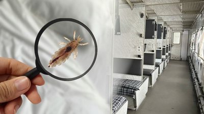 Воші у поїзді, паразити в постільній білизні, дезинфекція
