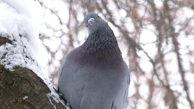 погода