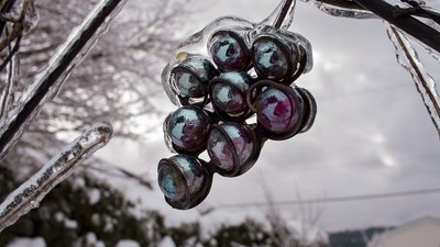 Зміни клімату. Німеччина вперше в історії залишилася без крижаного вина