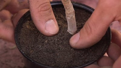 У Запорізькому ботанічному саду розквітло грошове дерево У Запорізькому ботанічному саду розквітло грошове дерево