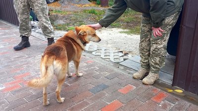 "З’явилися ми у неї, а не вона". Історії тварин, яких забрали сумські захисники "З’явилися ми у неї, а не вона". Історії тварин, яких забрали сумські захисники