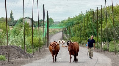 Чоловік веде худобу дорогою під антидроновою сіткою на Донеччині