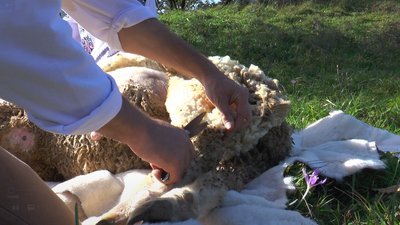Прикарпатський вівчар розповів, коли і як стригти овець Прикарпатський вівчар розповів, коли і як стригти овець