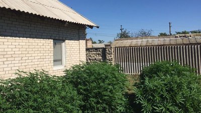 На Херсонщині поліція викрила чоловіка, який вирощував коноплі та зберігав зброю