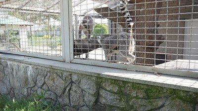 "Малюк постійно з мамою": у вінницькому зоопарку у сімʼї лемурів вперше за три роки зʼявилося потомство "Малюк постійно з мамою": у вінницькому зоопарку у сімʼї лемурів вперше за три роки зʼявилося потомство