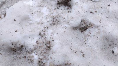 Пил на снігу на Хмельниччині Пил на снігу на Хмельниччині