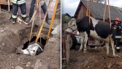 На Хмельниччині врятували корову, яка впала у погріб