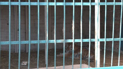 Смерть у Менському зоопарку – тигр загриз працівника звіринця. Смерть у Менському зоопарку – тигр загриз працівника звіринця.